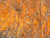 Flames rage through the grass...