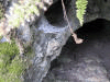Purple plant Another cave found on the Gossman farm